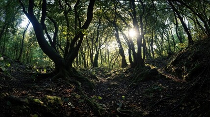 Obraz premium A lush forest with a trail leading through it. Sunlight filters through the canopy creating a tranquil path for hikers.