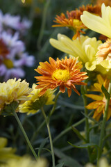 Beautiful red Orange chrysanthemum flowers closeup in the winter garden, Close-up of Chrysanthemum flower, Field of the red Orange Chrysanthemum, Beautiful red Orange flower blooming in nature.