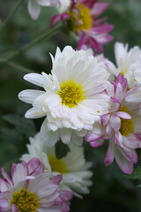 Obraz premium Beautiful white chrysanthemum flowers closeup in the winter garden, Close-up of Chrysanthemum flower, Field of the white Chrysanthemum, Beautiful white flower blooming in nature.