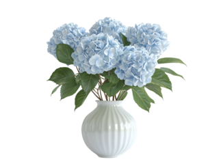 A delicate arrangement of blue hydrangeas in a white vase. isolated on white background and transparent background