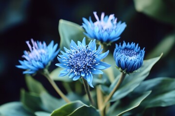 Vivid blue daisies in full bloom, adding a pop of color to any garden or outdoor space.