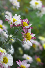 Fototapeta premium Beautiful Red white chrysanthemum flowers closeup in the winter garden, Close-up of Chrysanthemum flower, Field of the Red white Chrysanthemum, Beautiful Red white flower blooming in nature.