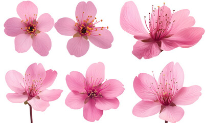Spring, blooming pink flowers, cherry blossoms, and peach blossoms