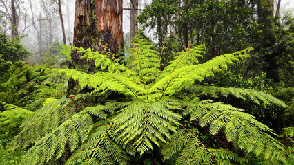 fern tree in tropical rainforest