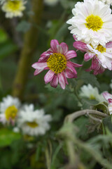 Beautiful Red chrysanthemum flowers closeup in the winter garden, Close-up of Chrysanthemum flower, Field of the Red Chrysanthemum, Beautiful Red flower blooming in nature.
