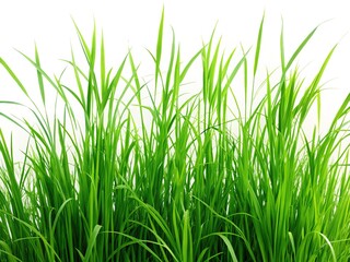 Silhouetted green grass, reeds, and a tranquil scene.