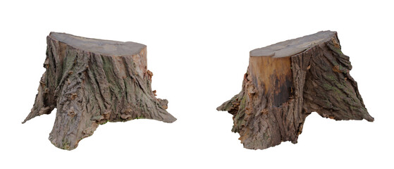 An old stump with cracked bark isolated on white