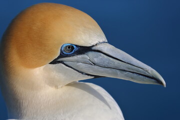 gannet portrait