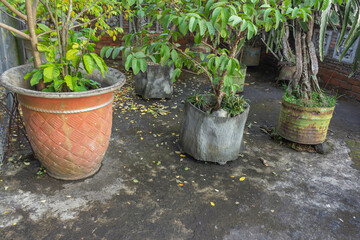 Various Plant Pots with Unique Materials on Concrete Floor in Home Garden - Sustainability Environment Concepts.