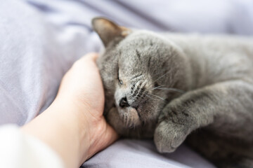 Owner stroking the cheek of cute fat British shorthair blue cat lying on bed