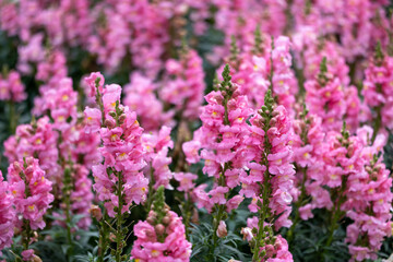 Antirrhinum or snapdragon full bloom in the garden bed for spring and summer English country cottage style for perennial and annual plants
