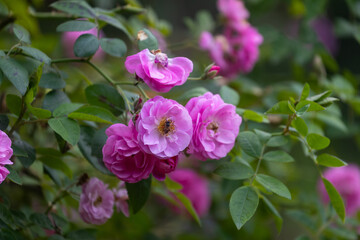 Wild pink climbing roses in full bloom on the background for spring and summer English country cottage garden for perennial and annual plants