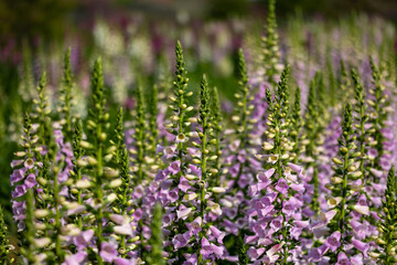 Foxglove flowers in full bloom on the background for spring and summer English country cottage garden for perennial and annual plant usage