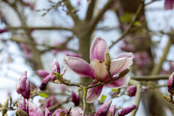 Fototapeta premium Pink magnolia flowers in full bloom on the background for summer English country cottage garden for blossoming spring season trees