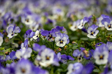 Pansy viola flowers in full bloom on the background for spring and summer English country cottage garden for perennial and annual plants