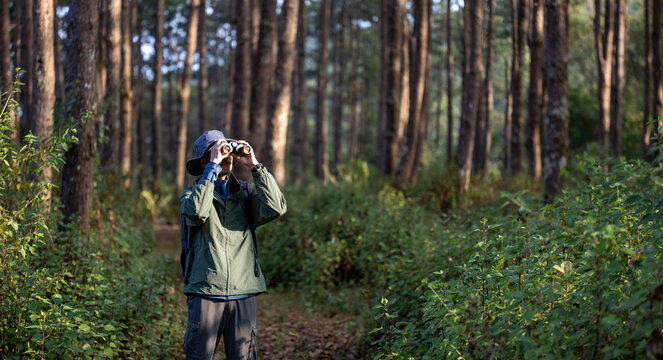 Bird watcher is looking through binoculars while exploring in the pine forest for surveying and discovering the rare biological diversity and ecologist on the field study
