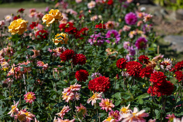 Colorful dahlia plant flowers in full bloom on the background for spring and summer English country cottage garden for perennial and annual plants