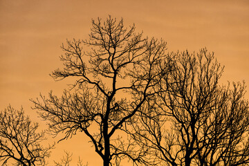Obraz premium Trees in the morning light of the cultural landscape of Toten, Norway, a day in February 2025.