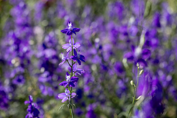 Larkspur flower meadow in full bloom on the background for spring and summer English country cottage garden for perennial and annual plants