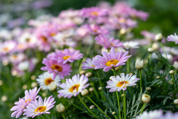 Marguerite Paris daisy in full bloom on the background for spring and summer English country cottage garden for perennial and annual plants