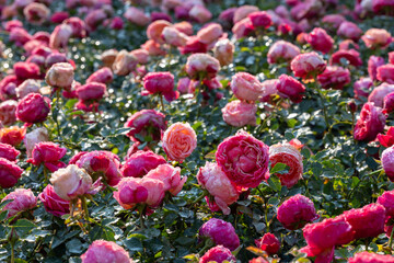 Wild pink roses in full bloom on the background for spring and summer English country cottage garden for perennial and annual plants