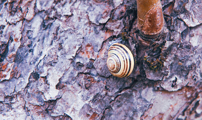 Snail resting on textured tree bark in a forest during early morning light