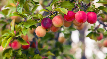 Ripening plums hang on a green tree branch in a sunny garden during late summer