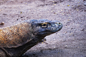 A Komodo dragon rests on a stone surface, showcasing its textured skin and powerful build against a muted background.