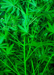 Vibrant Green Cannabis Plants Thriving in a Lush Garden