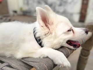 Fototapeta premium dog