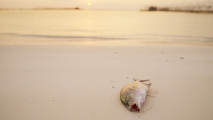 Fish dead on a beach with ocean in background, climate change and marine life conservation