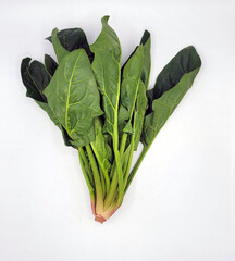 日本のほうれん草・일본 시금치・Japanese spinach