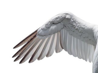 Winged Bird, Isolated, White Background, High Quality