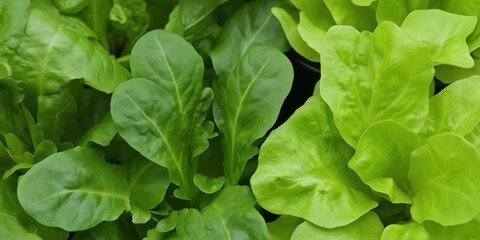 A vibrant display of various leafy greens ready for harvest, showcasing their freshness and color.