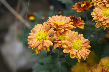 Beautiful red Orange chrysanthemum flowers closeup in the winter garden, Close-up of Chrysanthemum flower, Field of the red Orange Chrysanthemum, Beautiful red Orange flower blooming in nature.