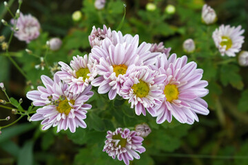 Beautiful Pink chrysanthemum flowers closeup in the winter garden, Close-up of Chrysanthemum flower, Field of the Pink Chrysanthemum, Beautiful Pink flower blooming in nature.