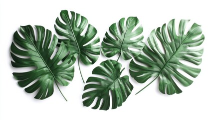 Lush Green Monstera Leaves on a White Background for Visual Appeal