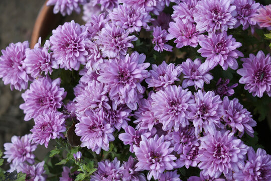 beautiful Purple chrysanthemum flowers closeup in the winter garden, Close-up of Chrysanthemum flower, Field of the purple Chrysanthemum, Beautiful purple flower blooming in nature.