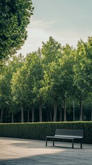 Fototapeta premium Serene Urban Park Scene with Green Trees and Empty Bench