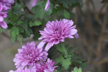 Obraz premium beautiful Purple chrysanthemum flowers closeup in the winter garden, Close-up of Chrysanthemum flower, Field of the purple Chrysanthemum, Beautiful purple flower blooming in nature.