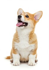 Happy Welsh Corgi puppy, looking up, panting and sitting isolated on white background