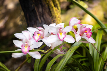 Cymbidium Orchids (corsage orchid) flowers blooming in the garden.