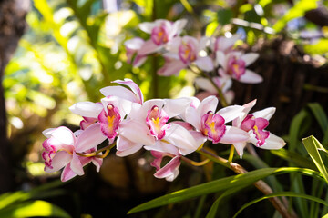 Cymbidium Orchids (corsage orchid) flowers blooming in the garden.