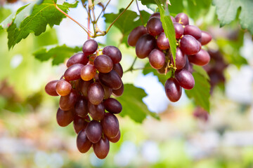 Bunch of grapes on a vine in the vineyard.