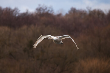 Flying swan over a calm lake in early spring