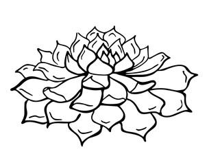 Hand drawn outline succulent isolated on a white background. Flowers in the desert. Vector illustration. Perfect for coloring book, greeting card, print.