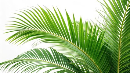 Obraz premium Lush Green Palm Leaves Against a White Background - Ideal for Nature-Themed Decor or Botanical Studies