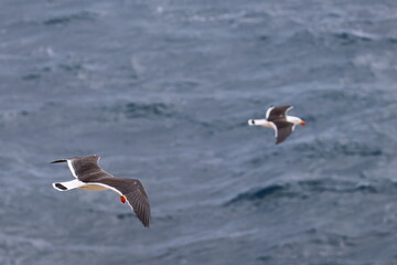 pacific gull