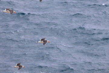pacific gull