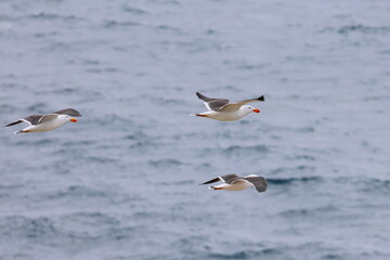 pacific gull